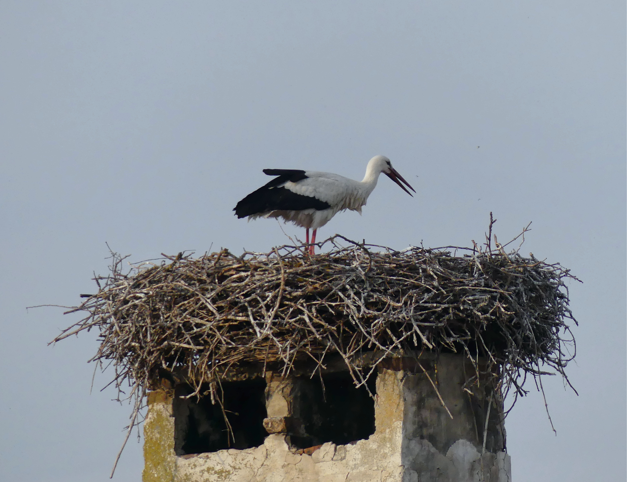 stork-rust-1.jpg