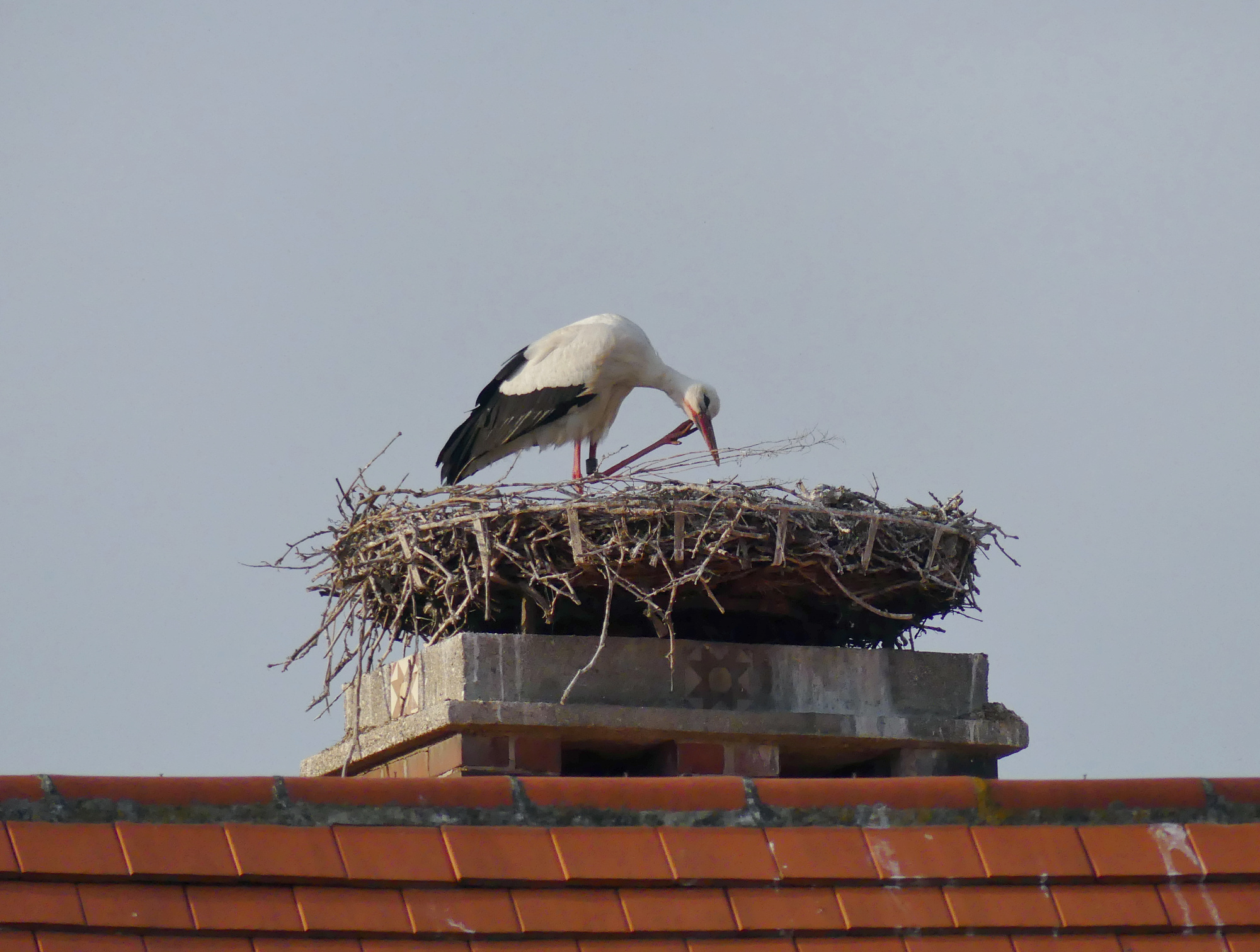 stork-rust-2.jpg