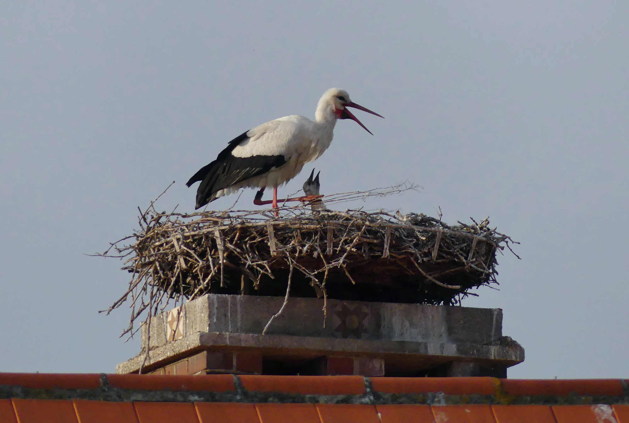 stork-rust-3.jpg