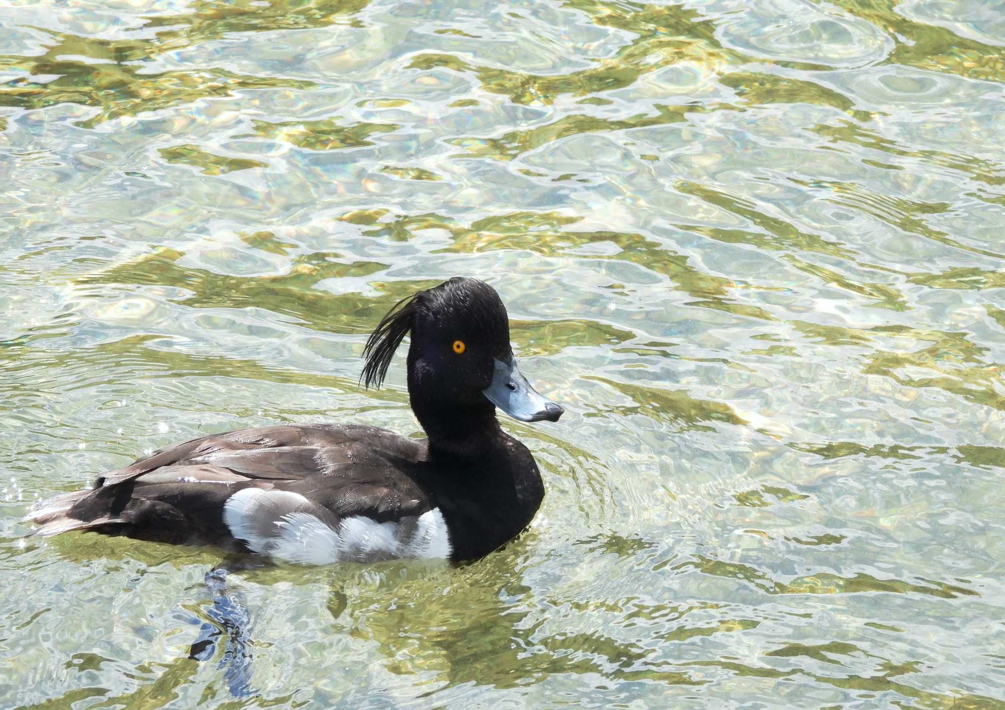 tufted-duck.jpg