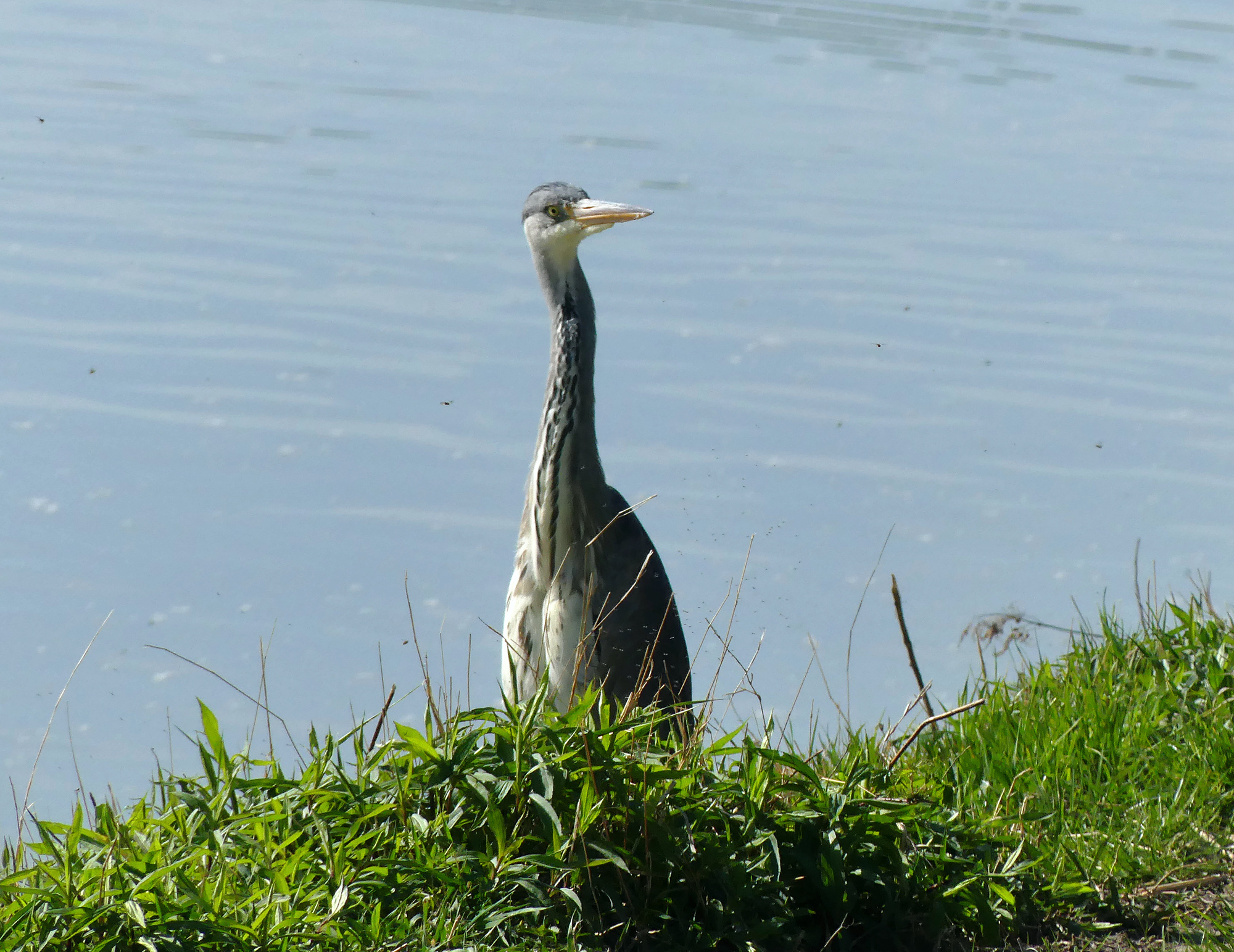 vienna-heron.jpg