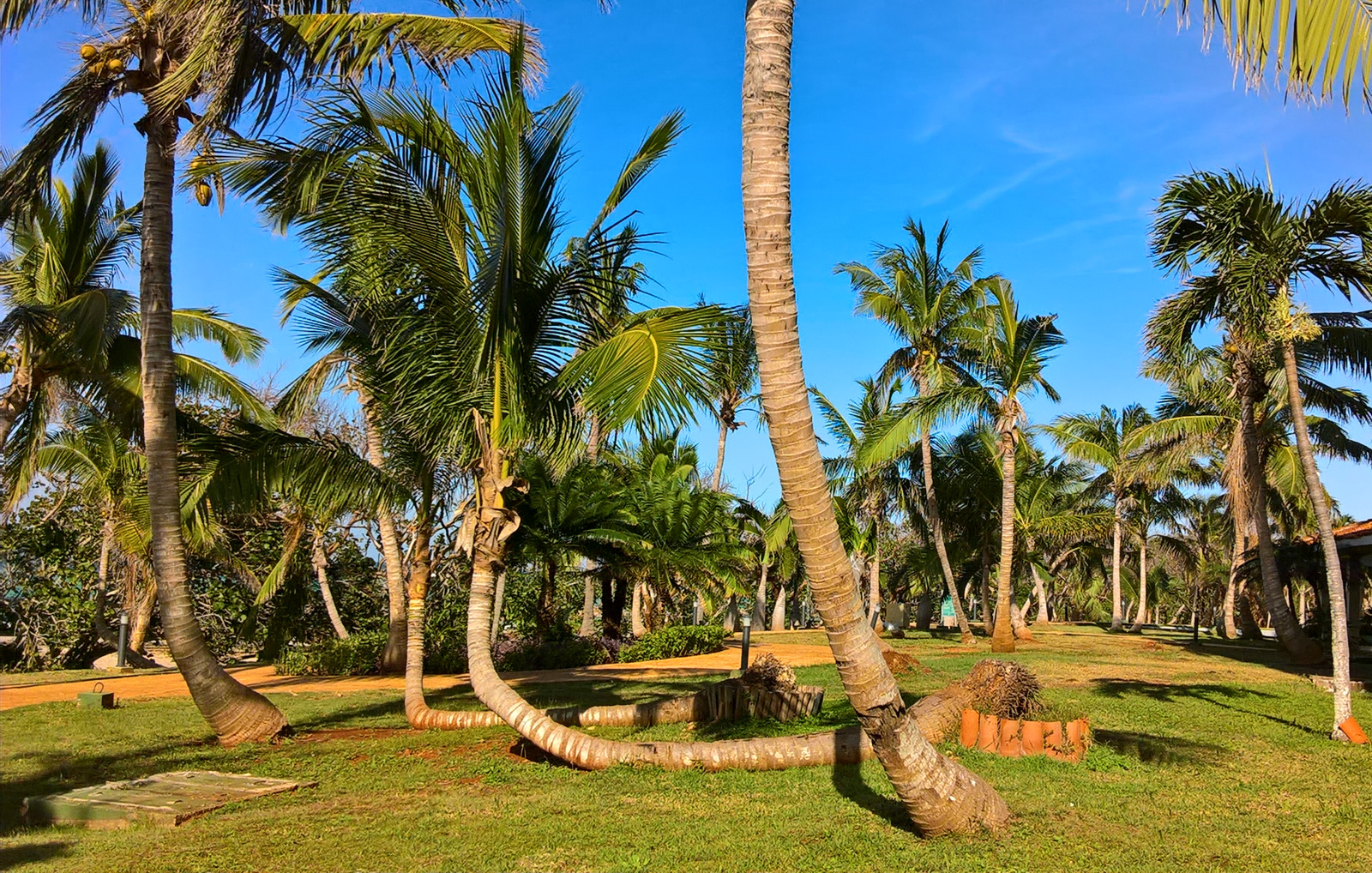 varadero-naviti-palm-trees.jpg