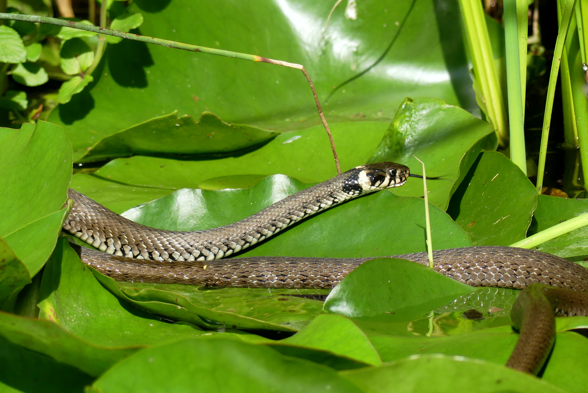 snake-628.jpg