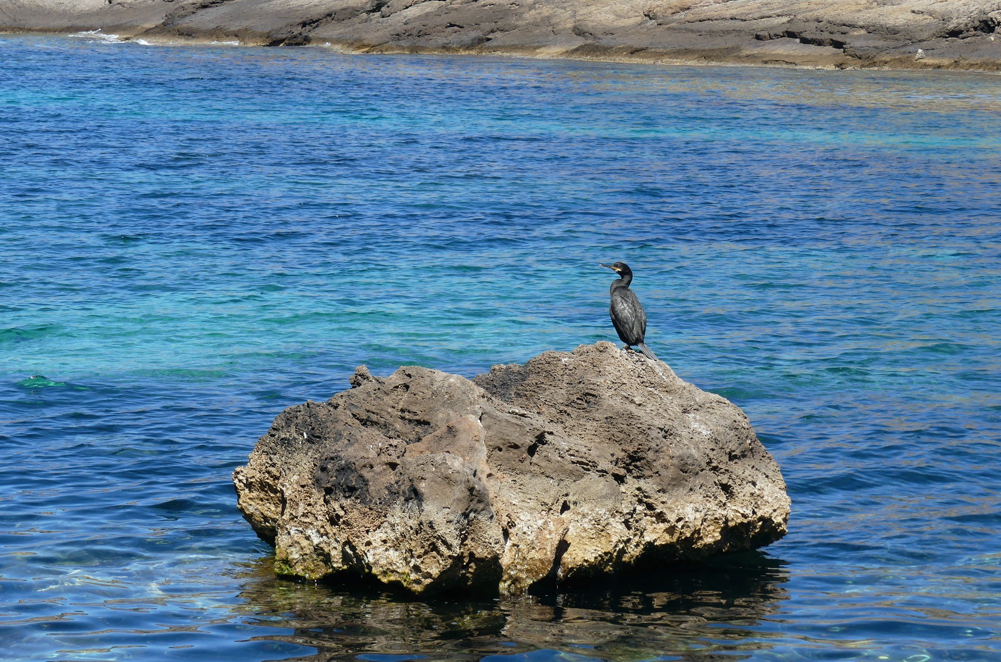 north-coast-cormorant.jpg