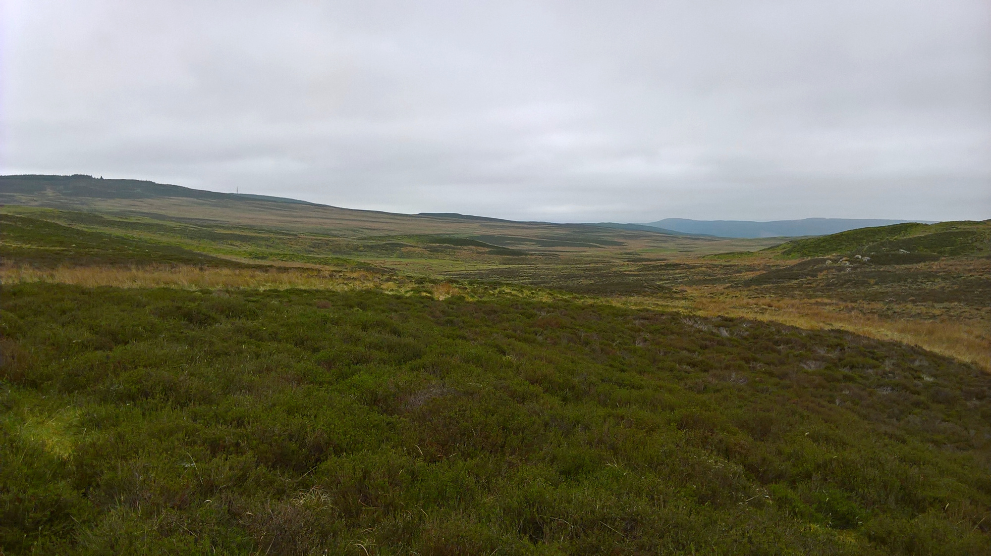 highland-heather-landscape.jpg