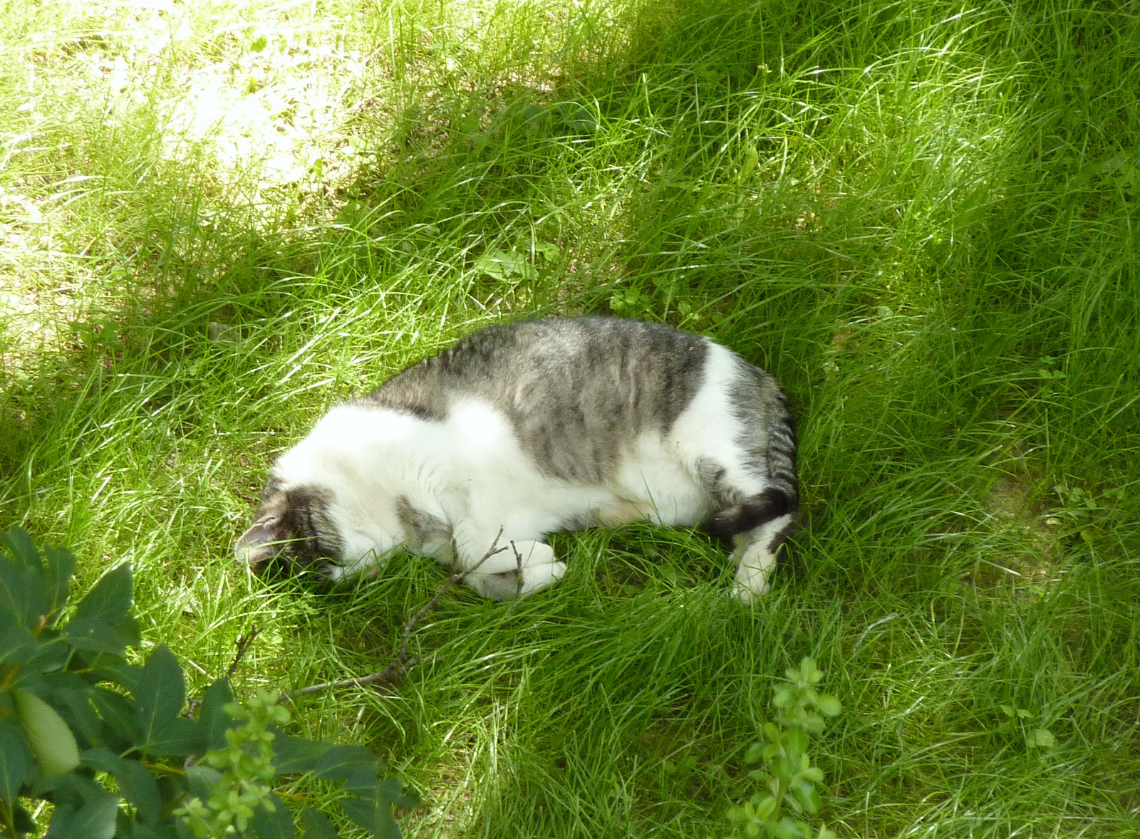 sissi-asleep-in-the-grass-2012.jpg