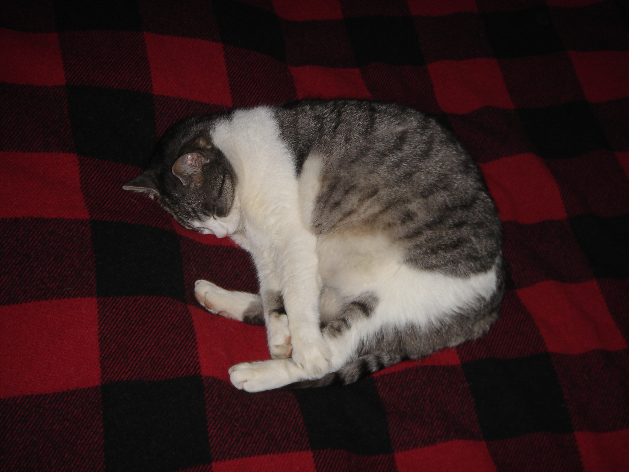 sissi-asleep-on-chequered-blanket-2006.jpg