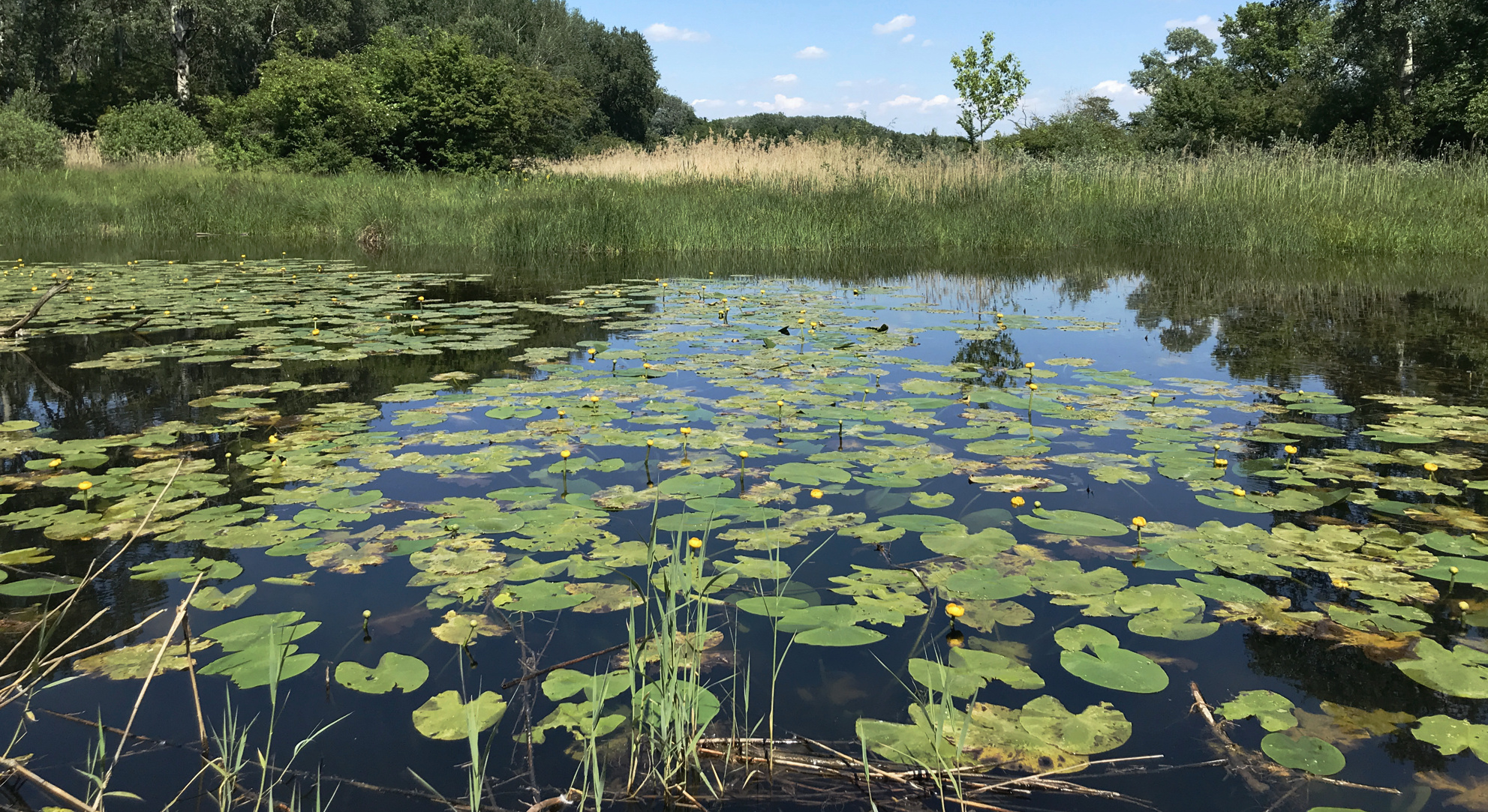 lobau-1.jpg