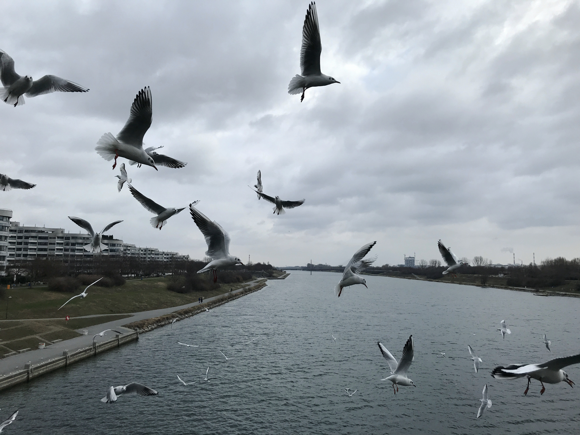 neue-donau-seagulls.jpg